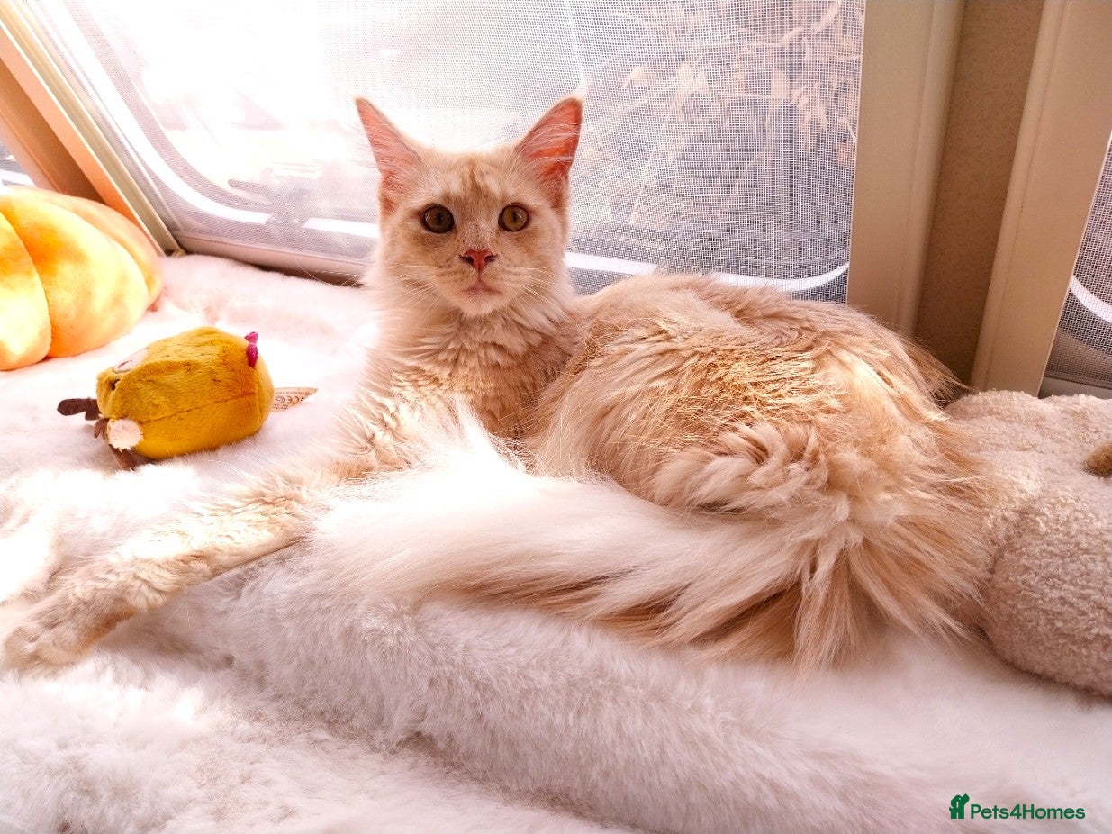 Maine Coon cats ACTIVE Maine Coon Cream/Silver Tica/GCCF - Advert 7