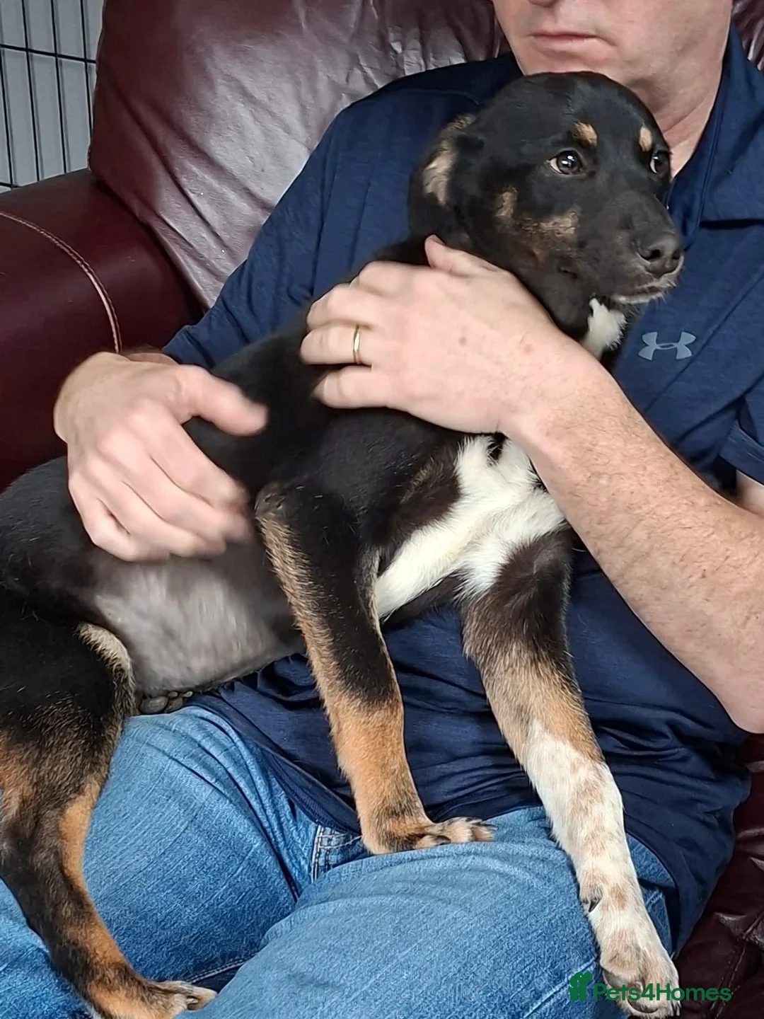 Mixed Breed dogs for adoption: Pepsi - North Walsham Norfolk  - Advert 1