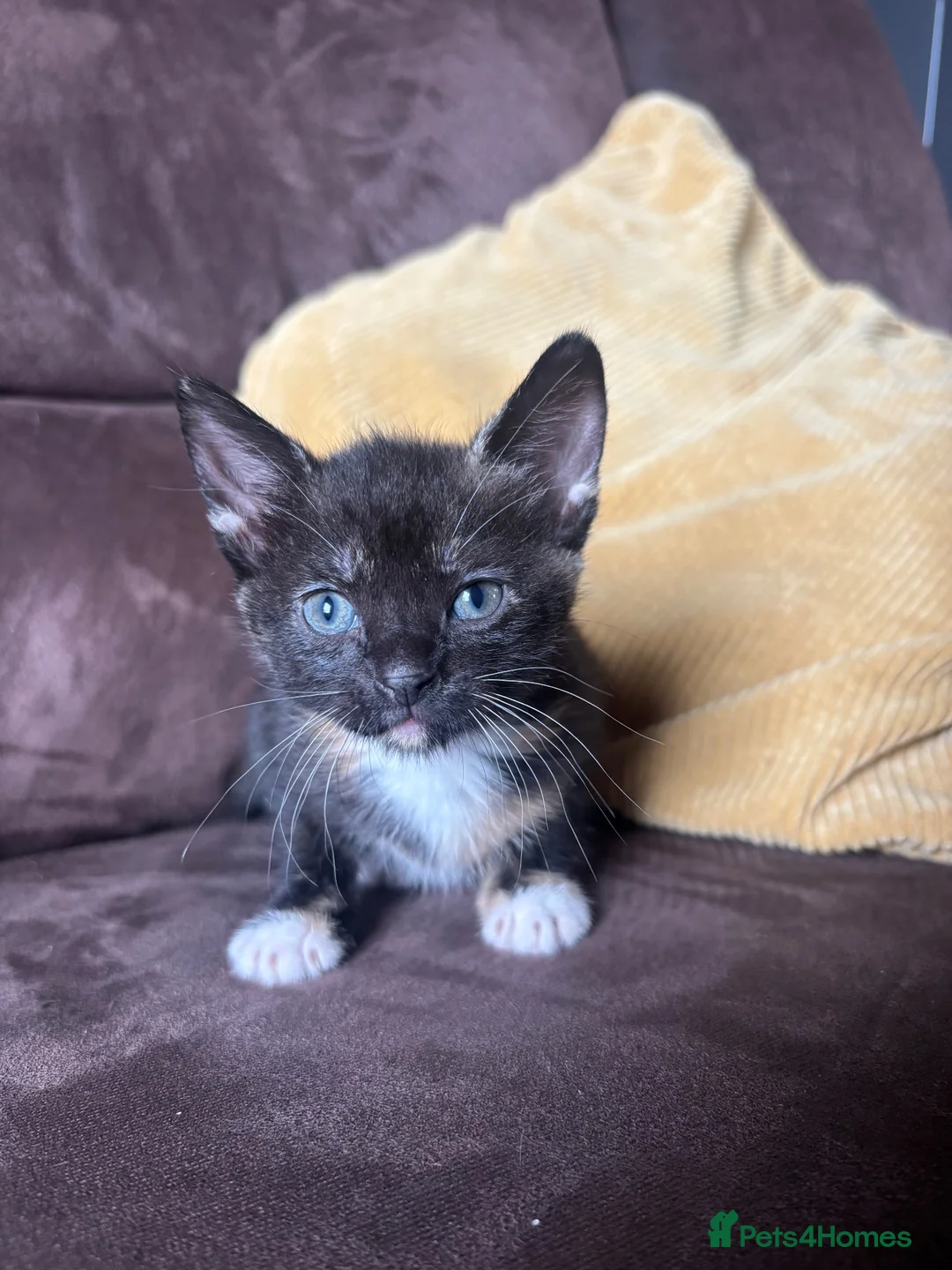 Domestic Shorthair cats for sale: Adorable kittens - Advert 2