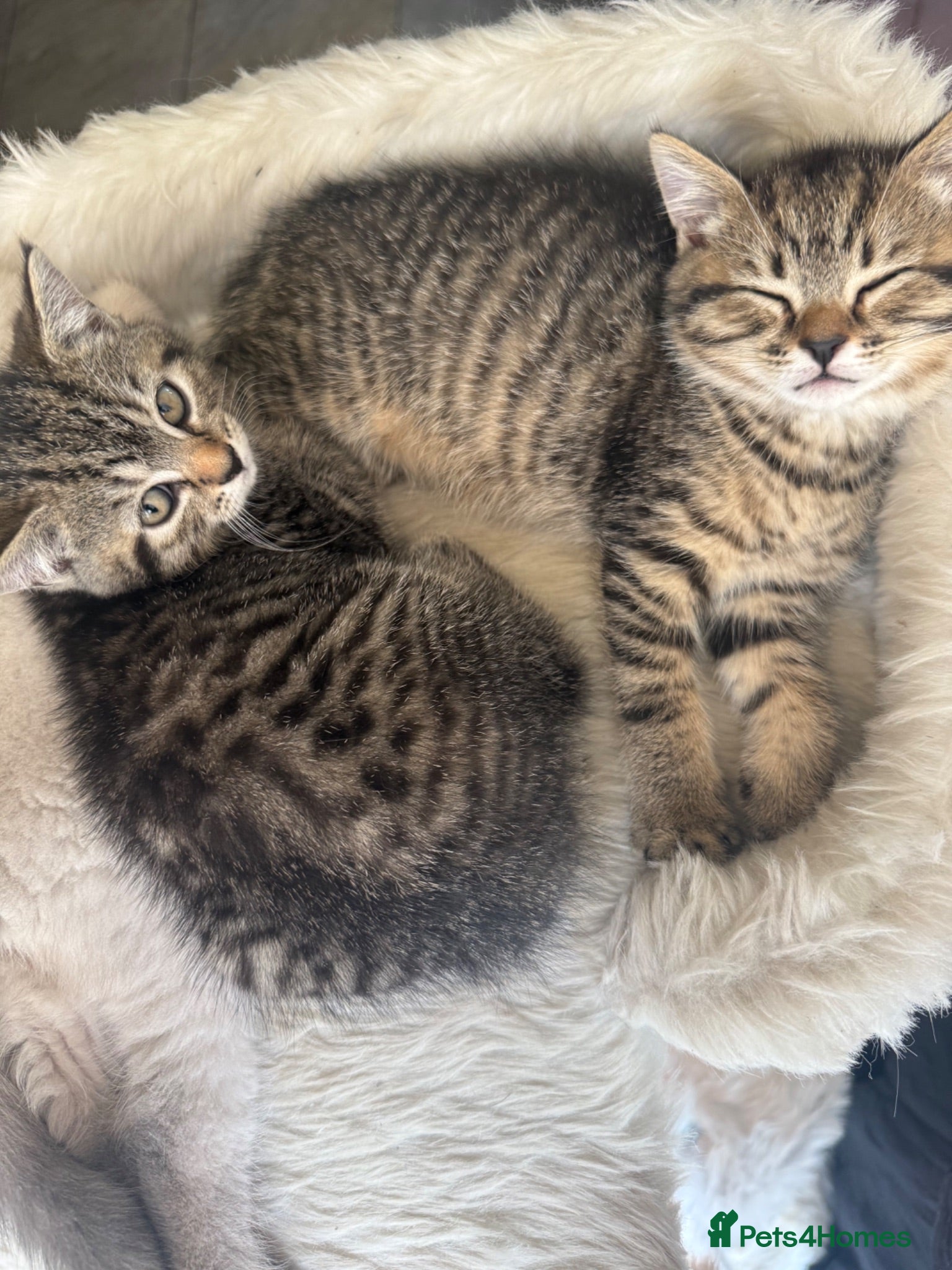 Mixed Breed cats 2 half British short hair female kittens  - Advert 2