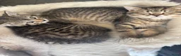 Mixed Breed cats for sale: 2 half British short hair female kittens  - Advert 1