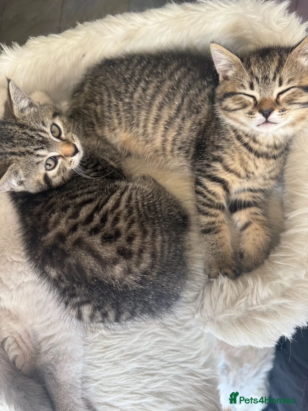 Mixed Breed cats for sale: 2 half British short hair female kittens  - Advert 1