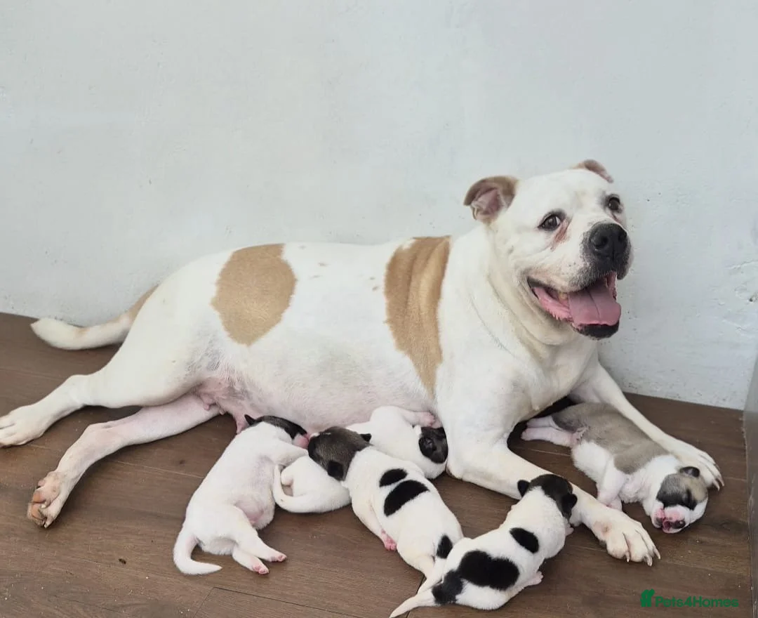 Mixed Breed dogs for sale: Gorgeous puppies - ready to leave  - Advert 5