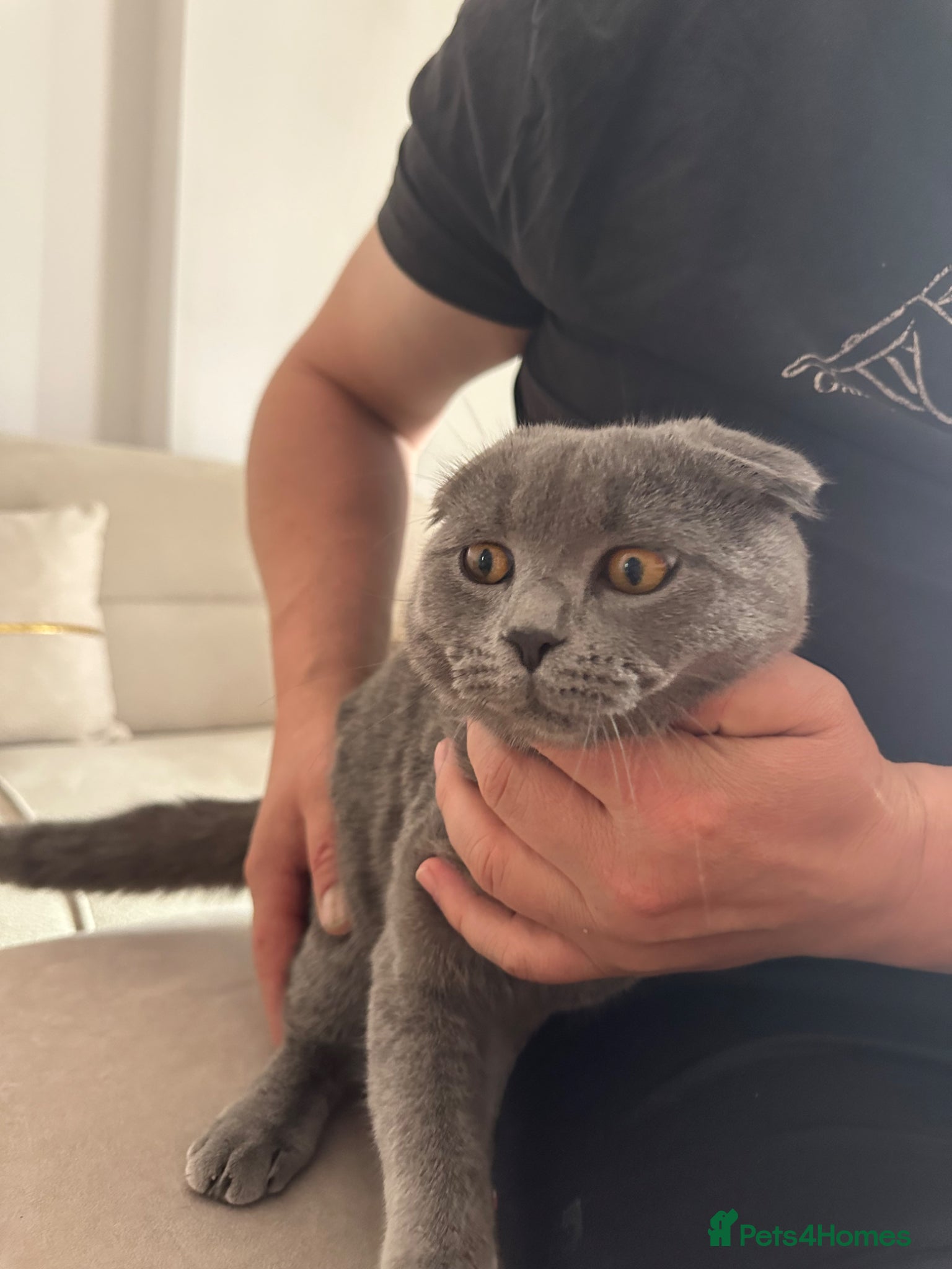 Scottish Fold cats for sale: Scottish fold - Advert 1