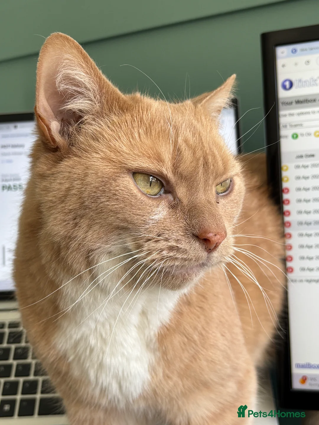 British Shorthair cats for sale: Rehoming our lovely lad Alfie - Advert 3