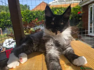 Maine Coon cats Beautiful Maine Coon kittens - Advert 10