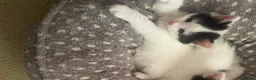 Mixed Breed cats for sale: 2 kittens left  - Advert 10