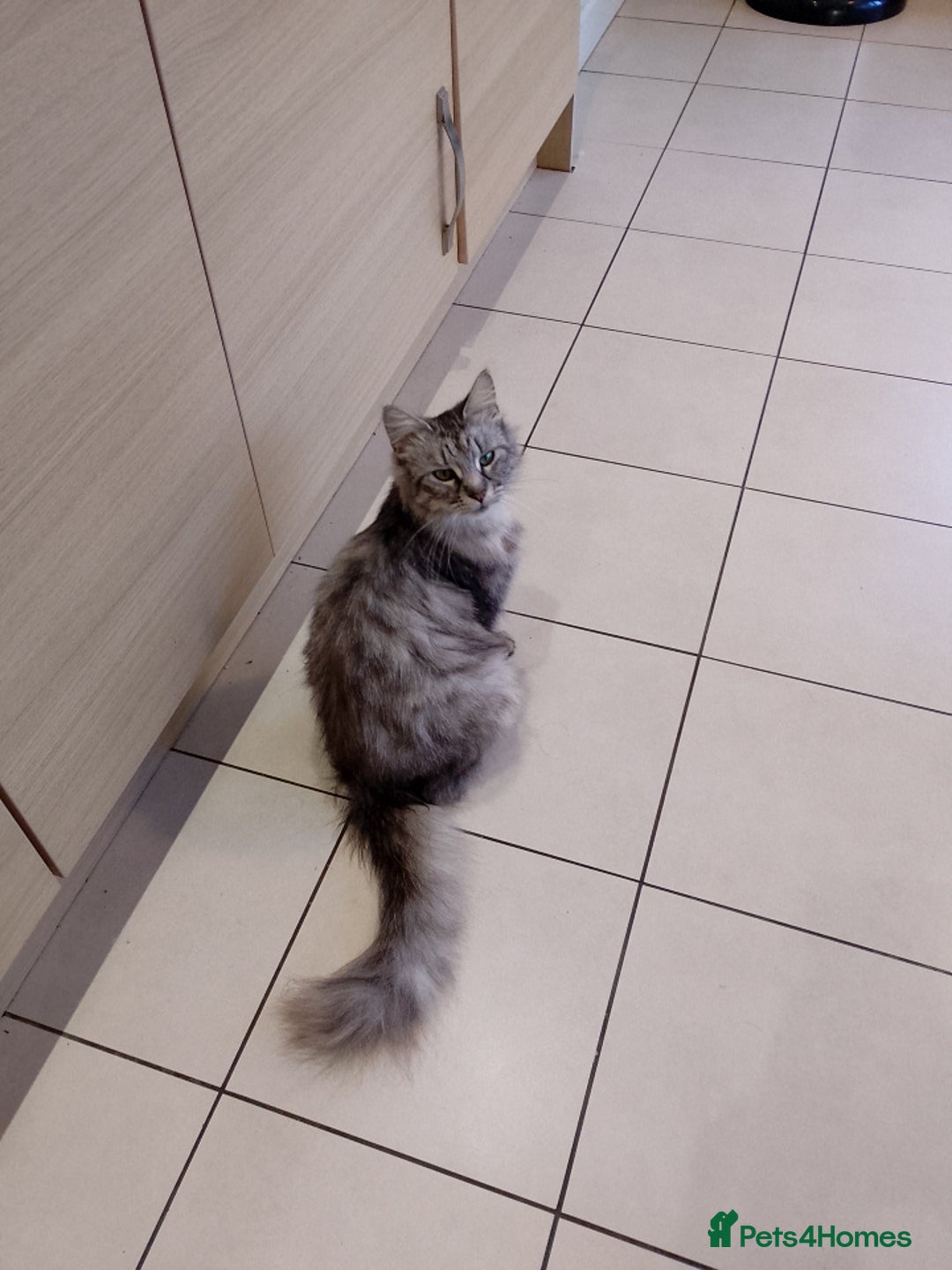 Maine Coon cats for sale: Maine Coon Pair  - Advert 3
