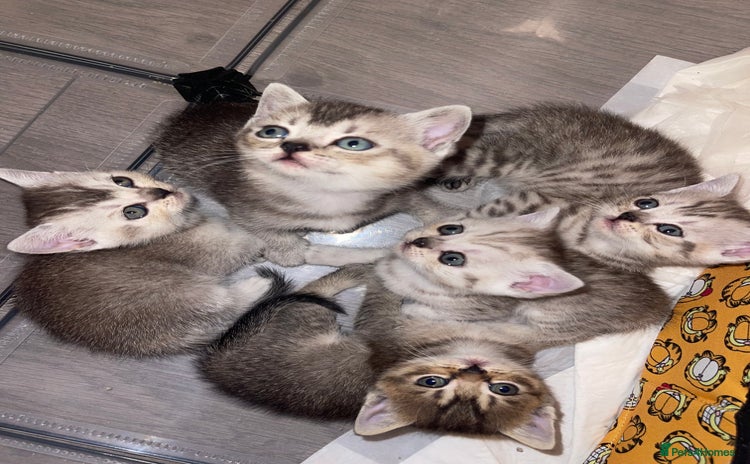 British Shorthair cats - Advert 4