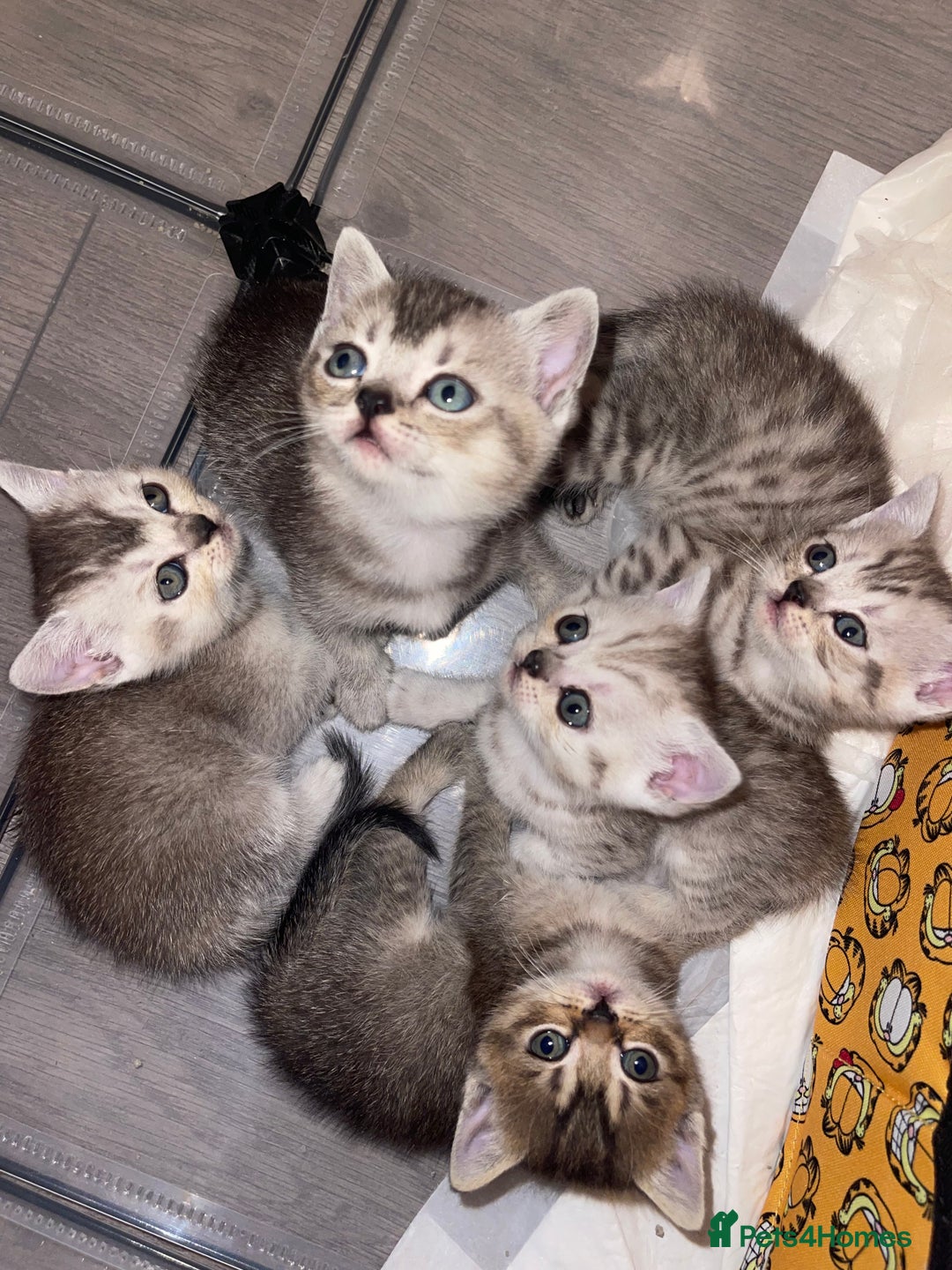 British Shorthair cats for sale: British short hair kittens - Image 1