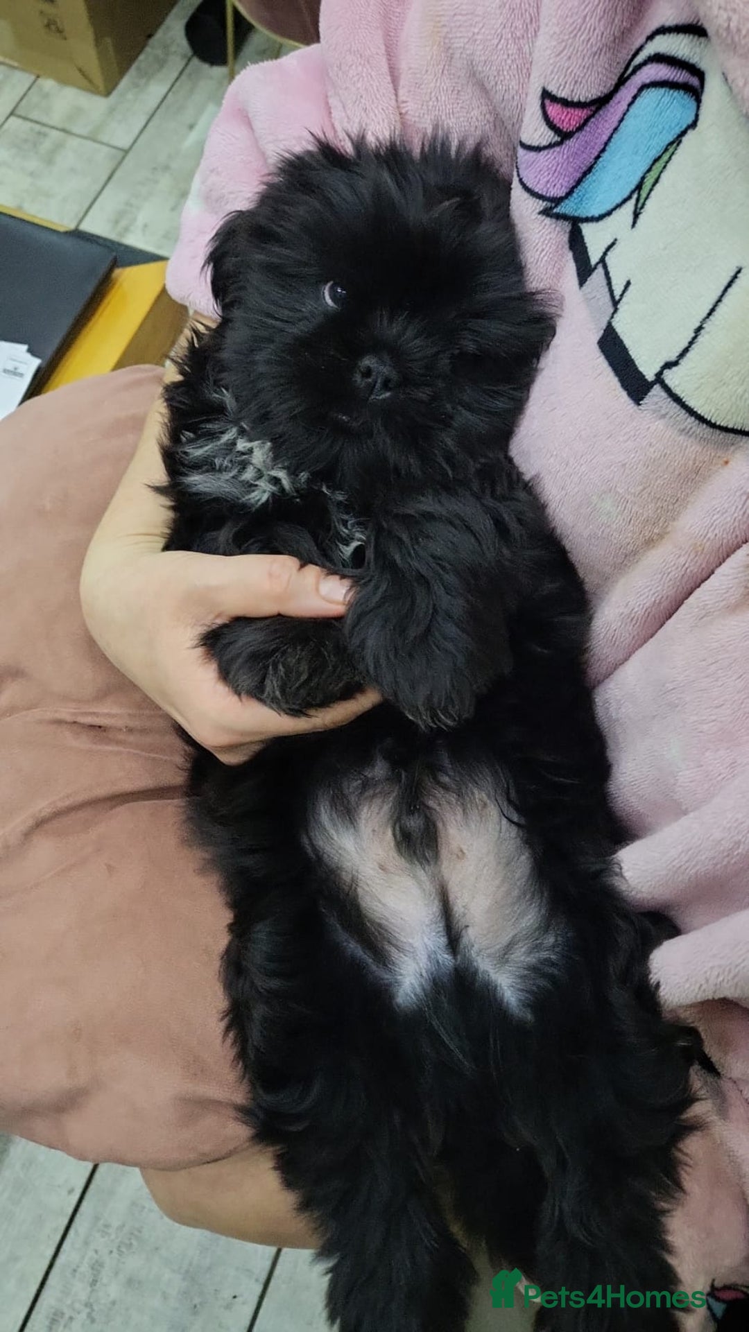 Shih Tzu dogs for sale: Gorgeous Socialized Shih-tzu Pups  - Advert 1