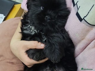 Shih Tzu dogs Gorgeous Socialized Shih-tzu Pups - Advert 5