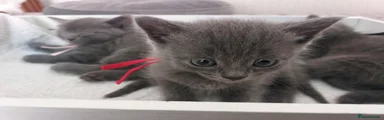 Rouge the runt
