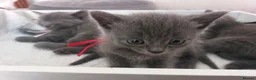 British Shorthair cats for sale: Reserve British Short-haired for forever home - Advert 9