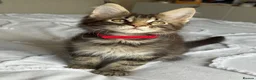 Maine Coon cats for sale: 🐾 Beautiful Maine Coon Kittens Forever Homes🐾 - Advert 5