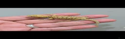 Bearded Dragon reptiles for sale: Stunning baby bearded dragons ( read advert) - Advert 5