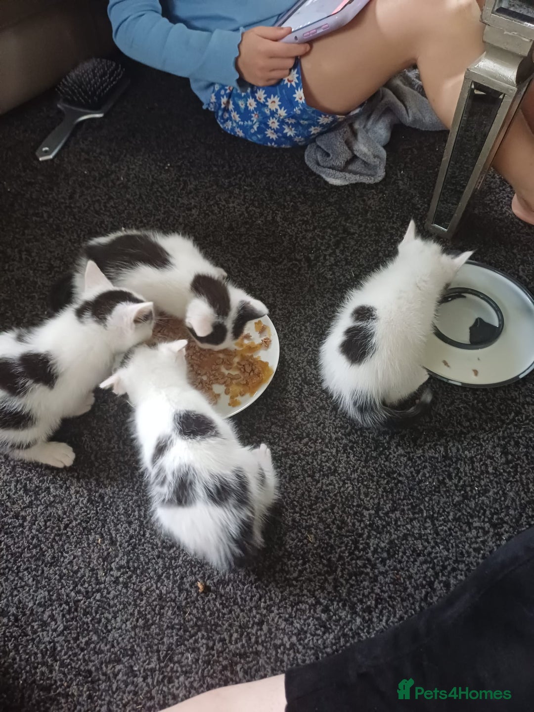 Mixed Breed cats for sale: Boy kittens  - Image 3