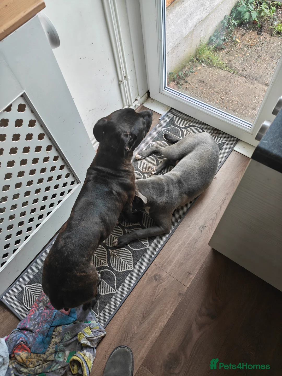 Mixed Breed dogs for sale: 2 Boy Staffys - Advert 10