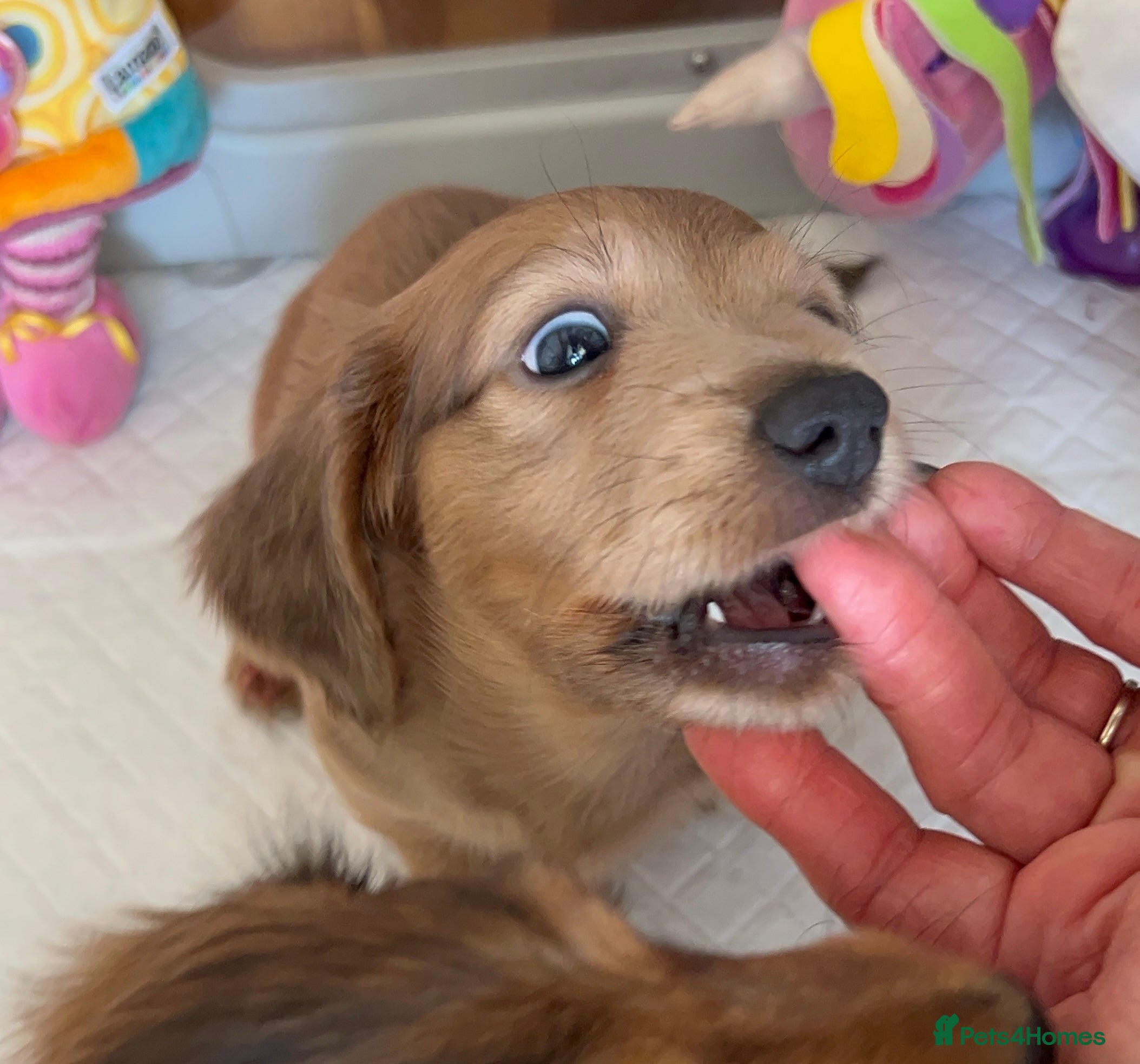 Miniature Dachshund dogs Red miniature Dachshund puppies  - Advert 15