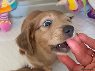 Miniature Dachshund dogs Red miniature Dachshund puppies - Advert 15