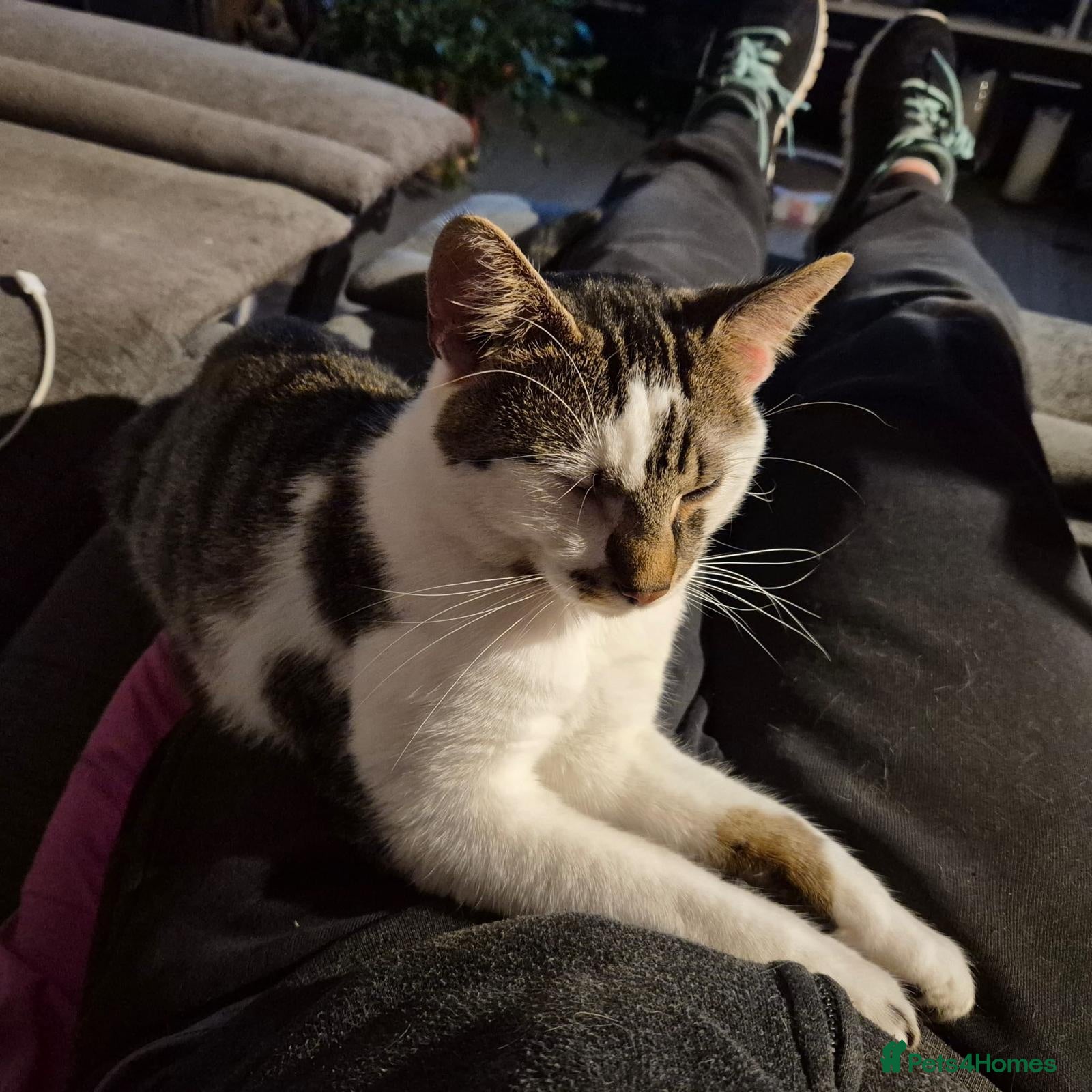 Mixed Breed cats Young rescue tabby male looking for home - Advert 11