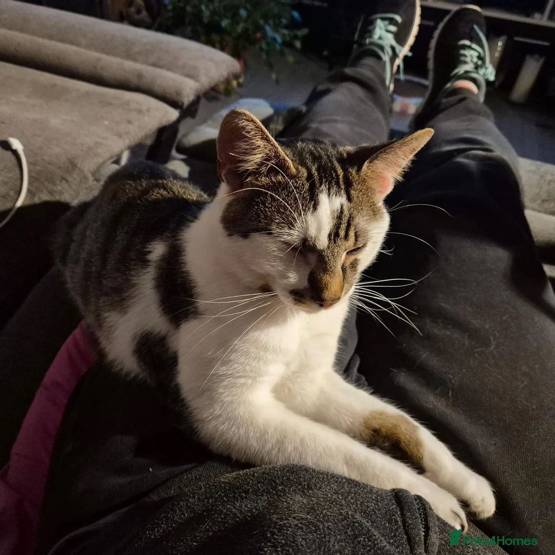 Mixed Breed cats for adoption: Young rescue tabby male looking for home in Hook - Advert 1