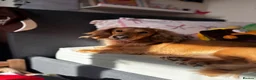 Miniature Dachshund dogs for stud: mini dachshund for stud  - Advert 3