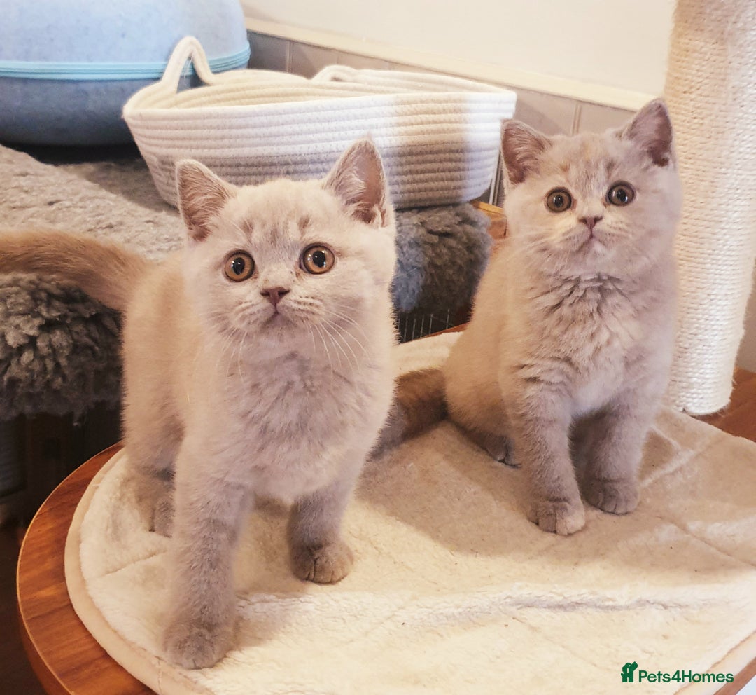 British Shorthair cats for sale: Top Quality British Shorthair kittens  - Image 1