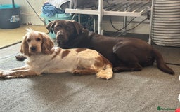 Cockerdor dogs for sale: Beautiful Cockerador Puppies  - Image 13