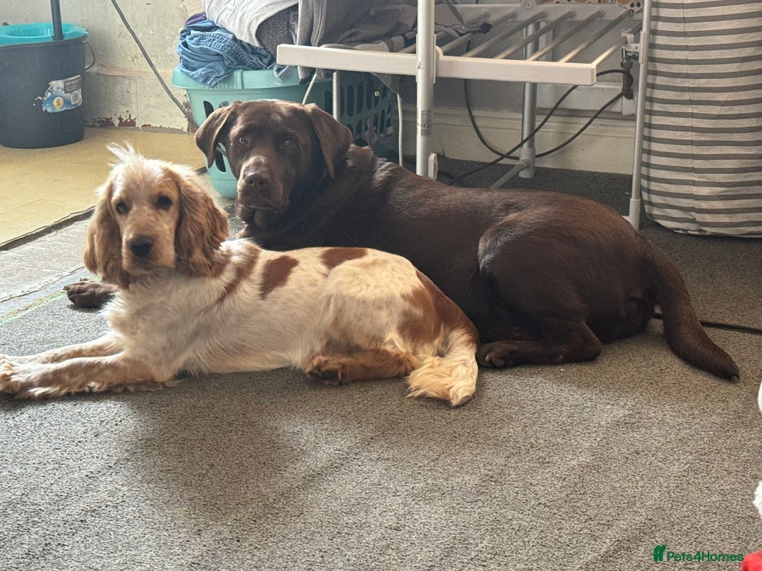 Cockerdor dogs for sale: Beautiful Cockerador Puppies  - Image 13