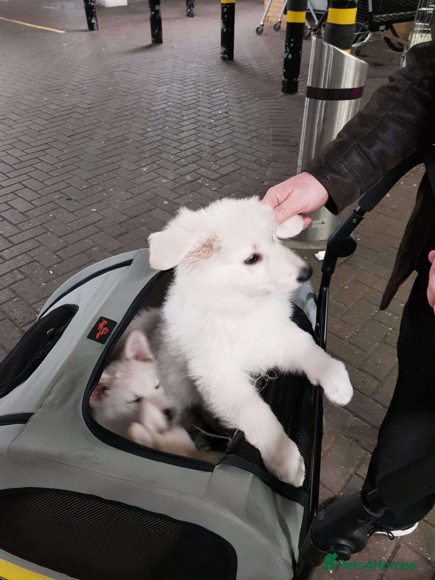 White Swiss Shepherd dogs Beautiful white Swiss shepherd  - Advert 2