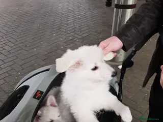 White Swiss Shepherd dogs Beautiful white Swiss shepherd - Advert 2