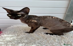 Devon Rex cats for sale: Chocolate Devon Female - Image 18