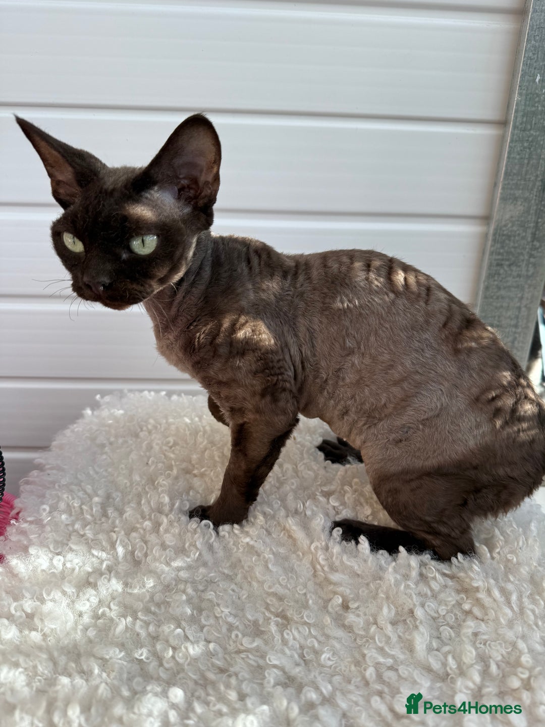 Devon Rex cats for sale: Chocolate Devon Female - Image 18