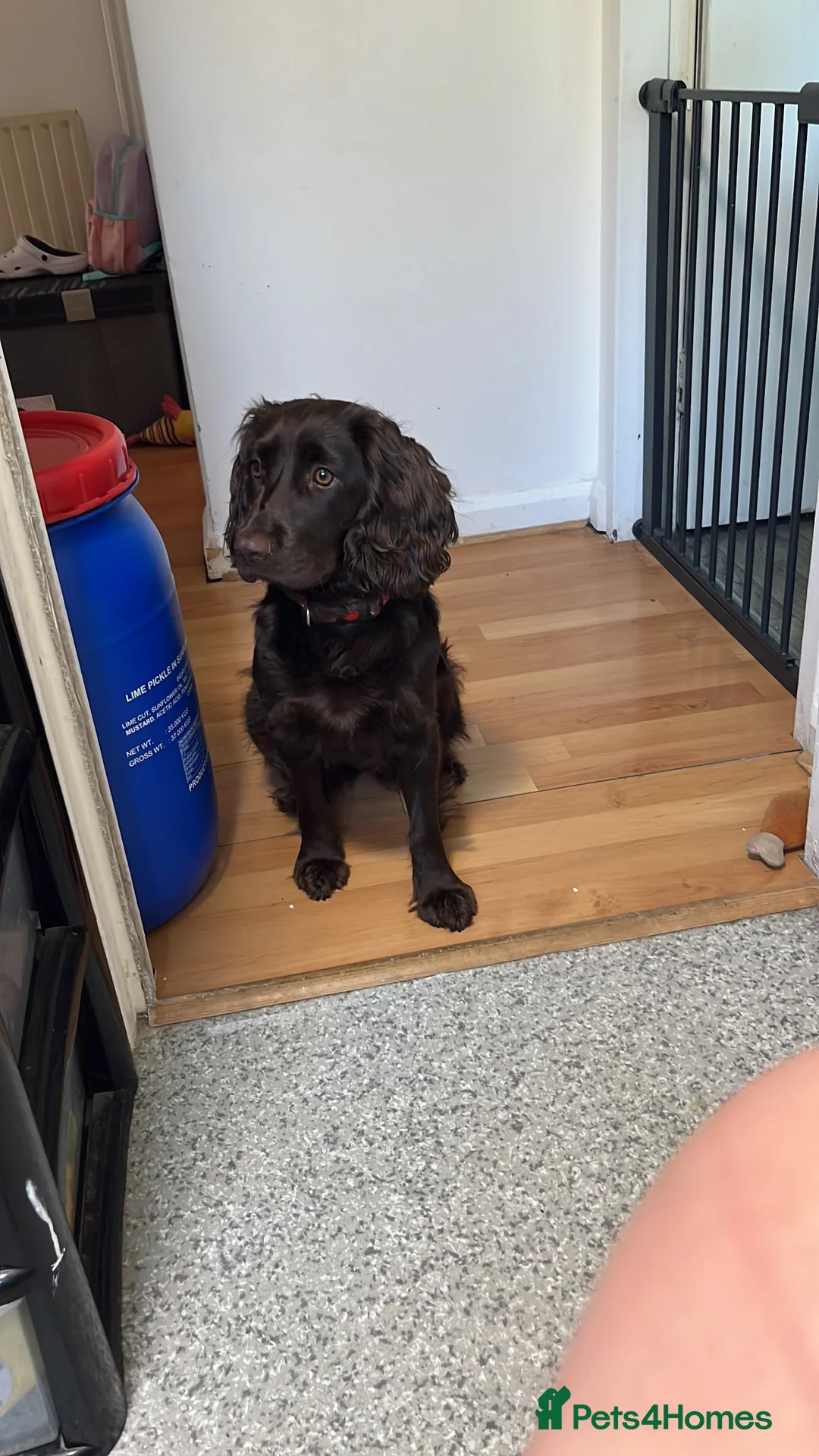 Cocker Spaniel dogs for sale: Female cocker spaniel  in Dover - Advert 1