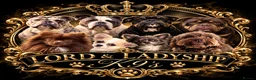 Pomeranian dogs for stud: Exceptional chocolate teddy coat Pomeranian stud - Advert 4