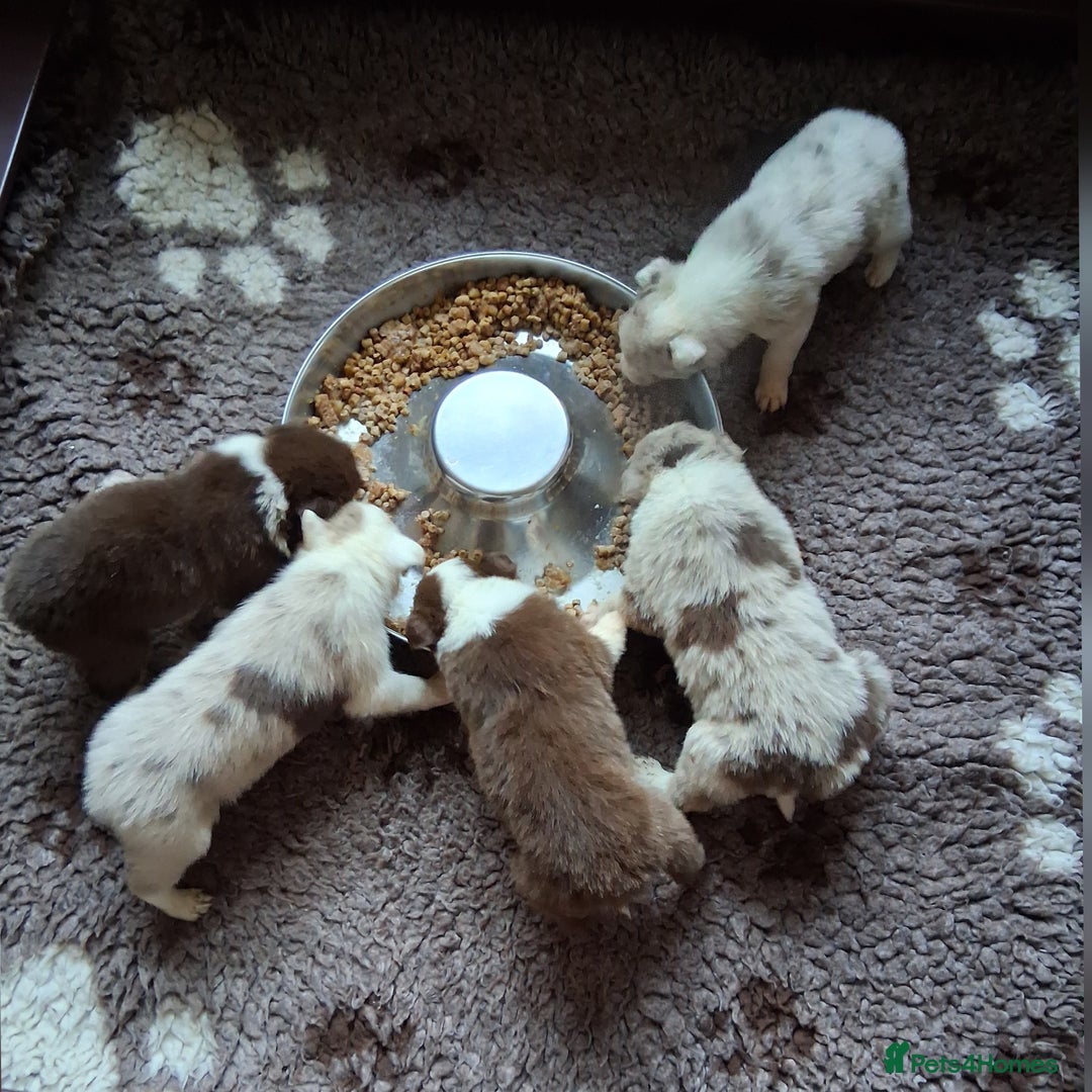 Border Collie dogs for sale: Red + Red Merle Border Collie Puppies DNA CLEAR - Advert 5