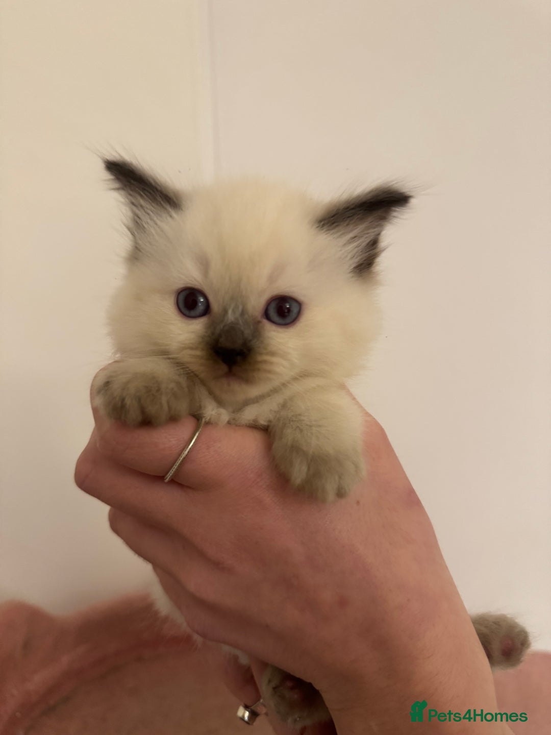 Ragdoll cats for sale: 5 beautiful kittens, 3/4 ragdoll 1/4 tabby - Advert 14