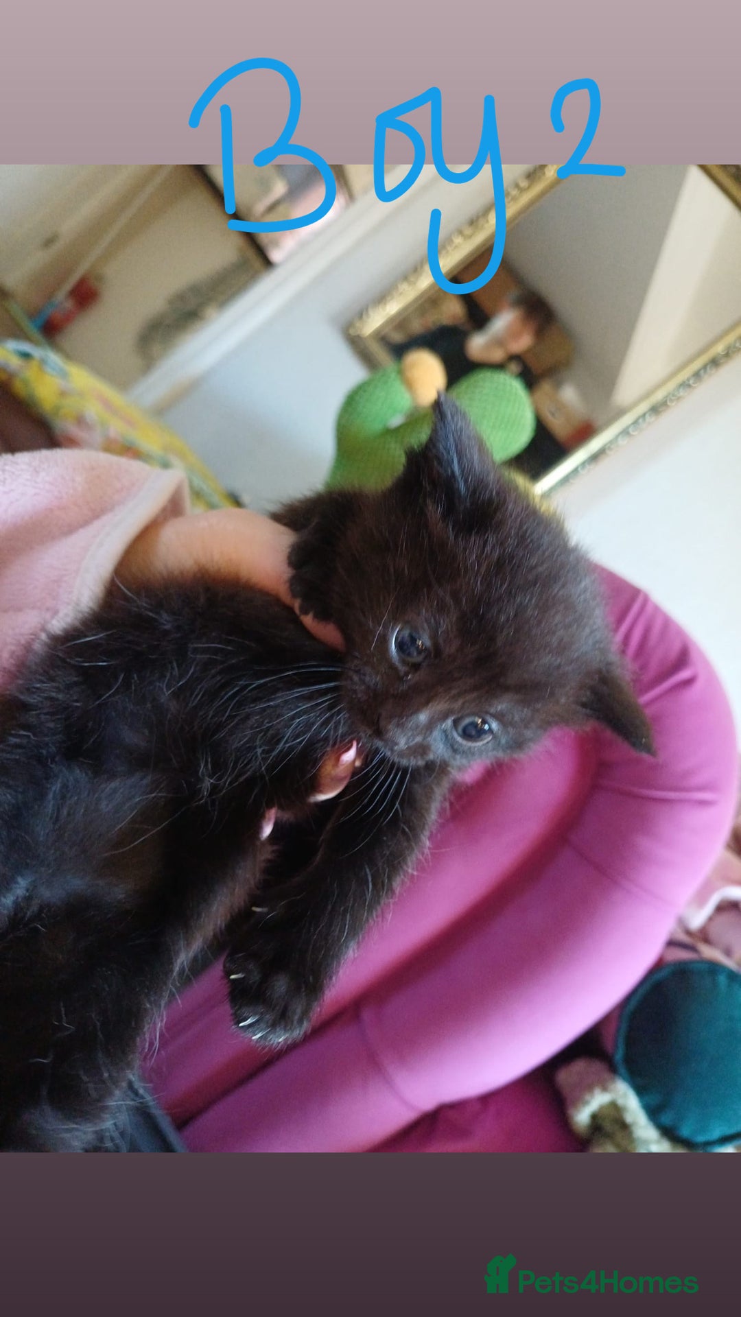Mixed Breed cats for sale: 3 kittens waiting for a happy home - Image 3