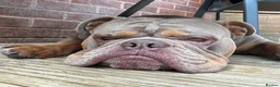 Olde English Bulldogge dogs for stud: Proven Olde English bulldogge for stud  - Advert 7