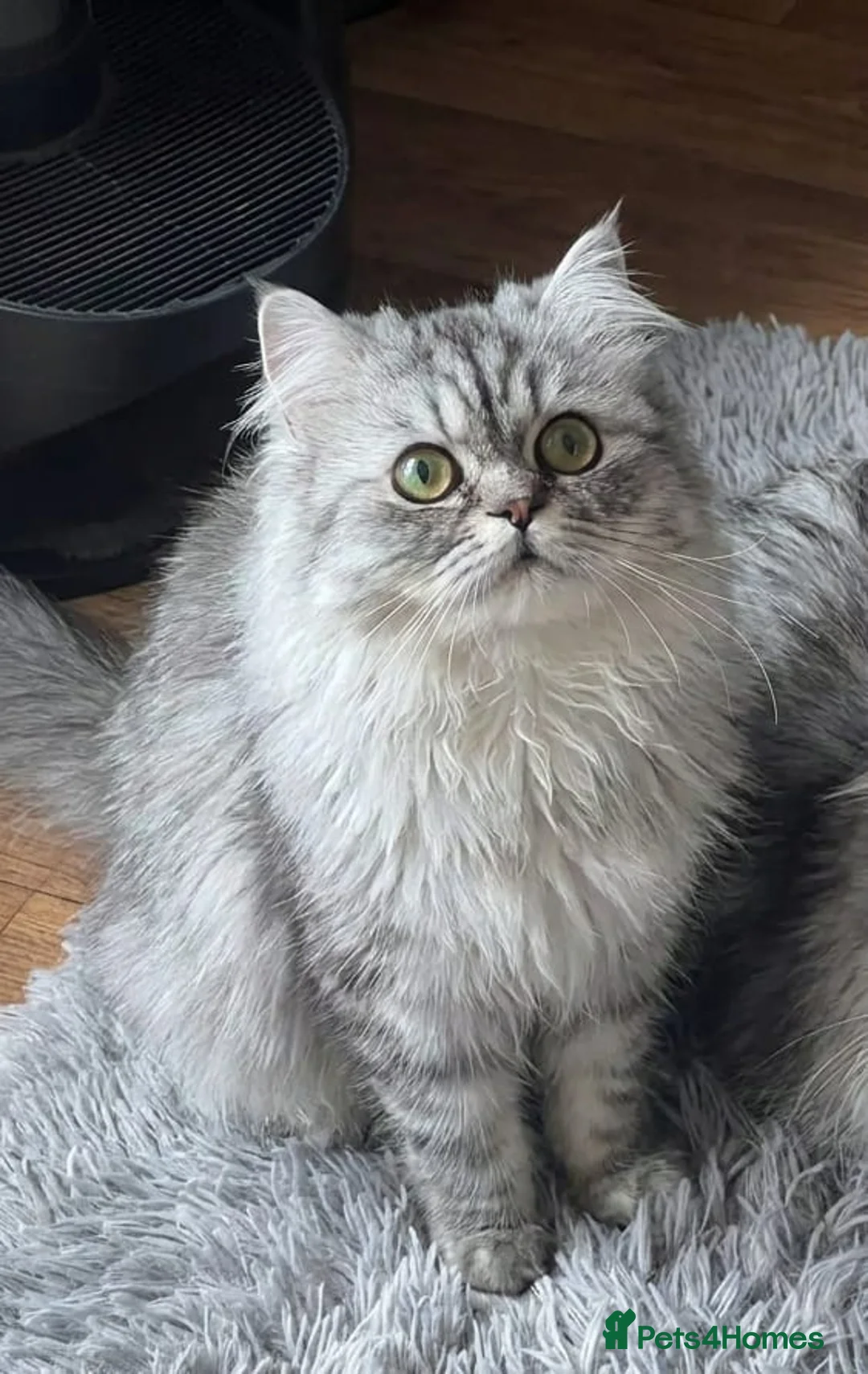 Persian cats for sale: Persian chinchilla kittens for sale 8 wks  - Advert 2