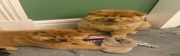 Chow Chow dogs for sale: 🐻‍❄️ Beautiful Red Chow Chow Puppies  - Advert 3