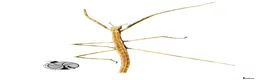 Stick Insects invertebrates for sale: X2 GIANT VIETNAMESE STICK INSECT (Ramulus artemis) - Advert 4