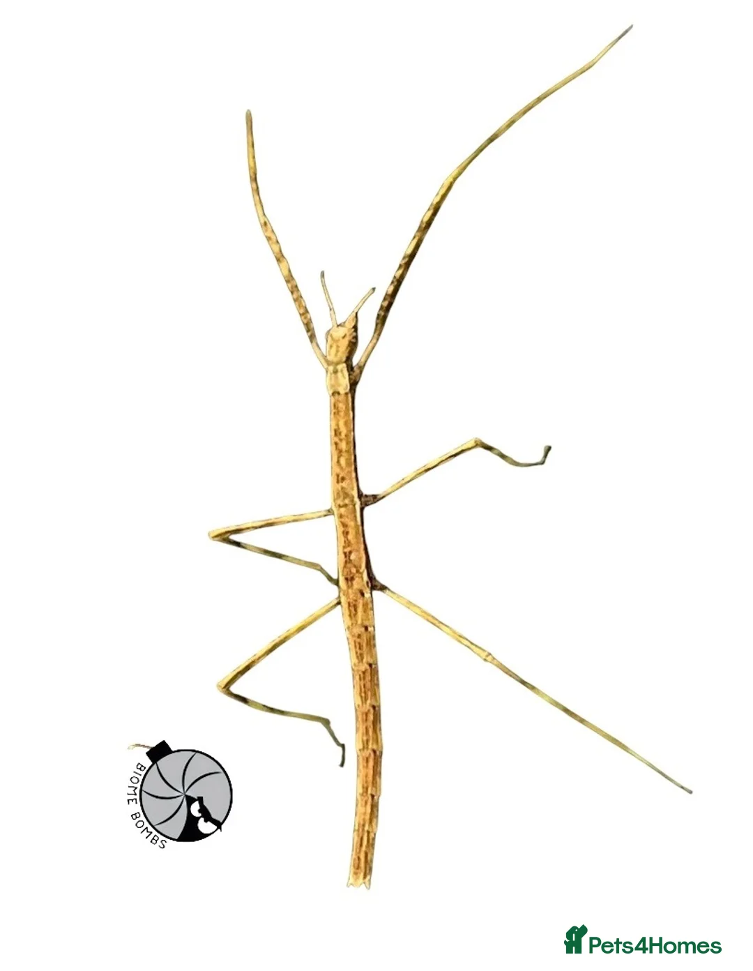 Stick Insects invertebrates for sale: X2 GIANT VIETNAMESE STICK INSECT (Ramulus artemis) - Advert 4