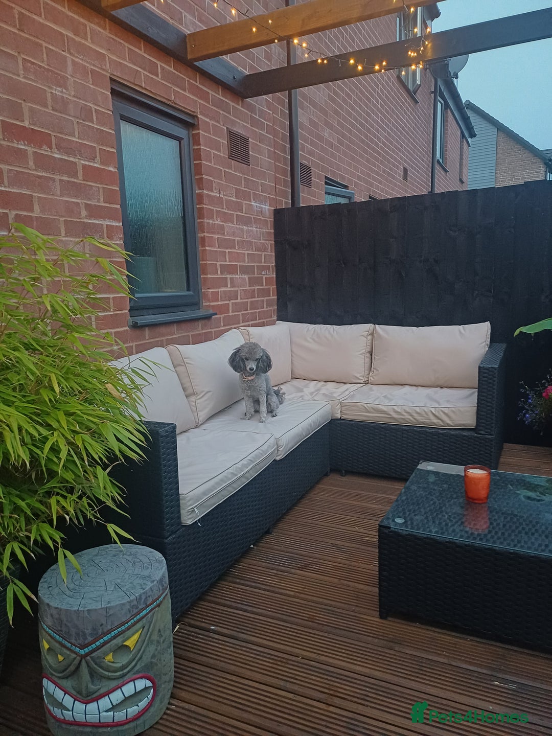 Toy Poodle dogs for sale: Female toy poodle silver  - Image 8