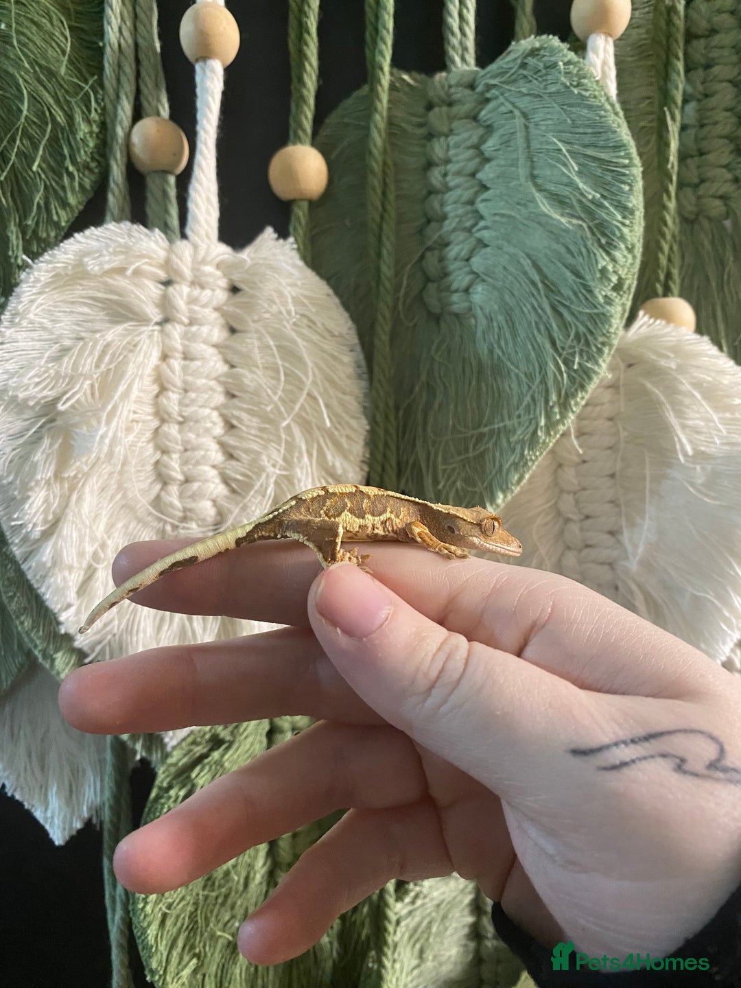 Gecko reptiles for sale: Crested Gecko babies - Advert 2