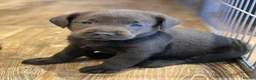 Labrador Retriever dogs for sale: 5 ⭐️ Licensed- Silver & Charcoal KC reg Labradors  - Advert 9