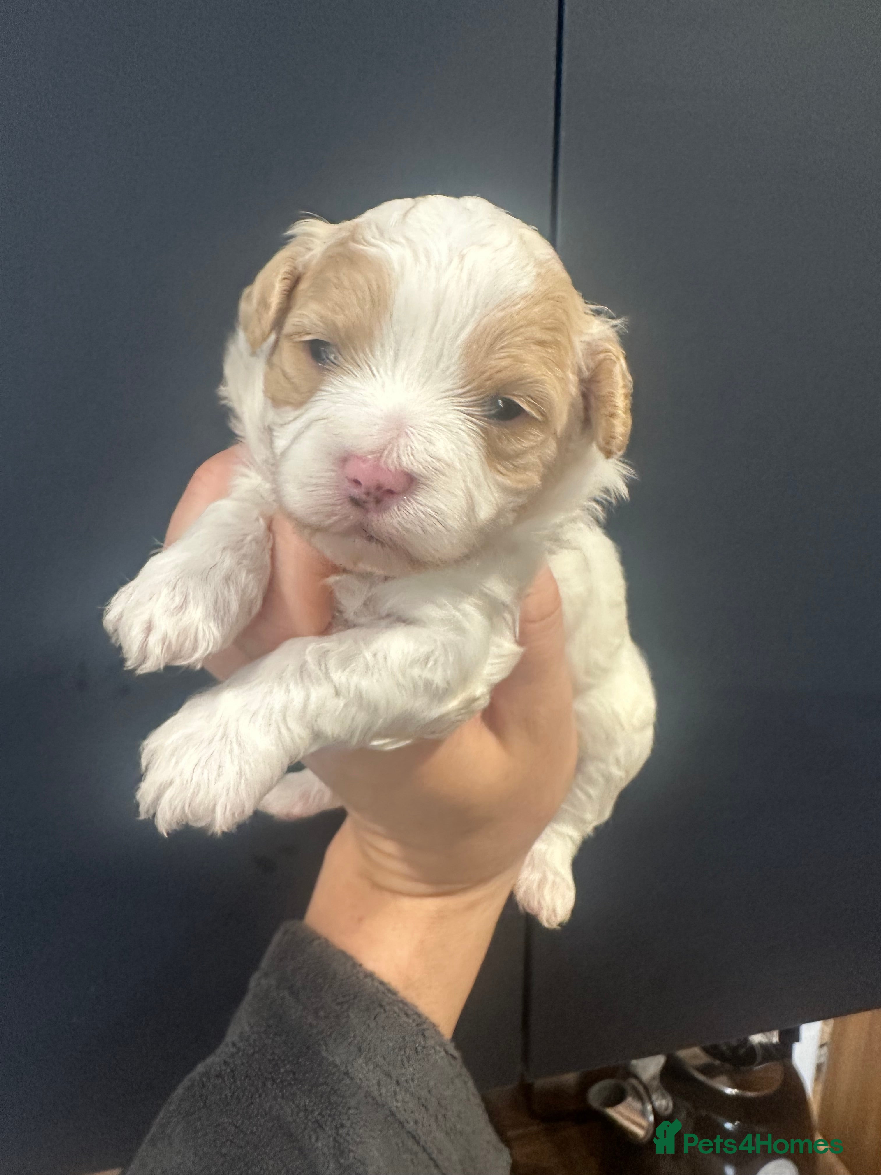 Maltipoo dogs Maltipoo babys - Advert 2