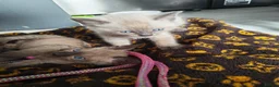 Mixed Breed cats for sale: Stunning sphynx x ragdoll kittens  - Advert 12