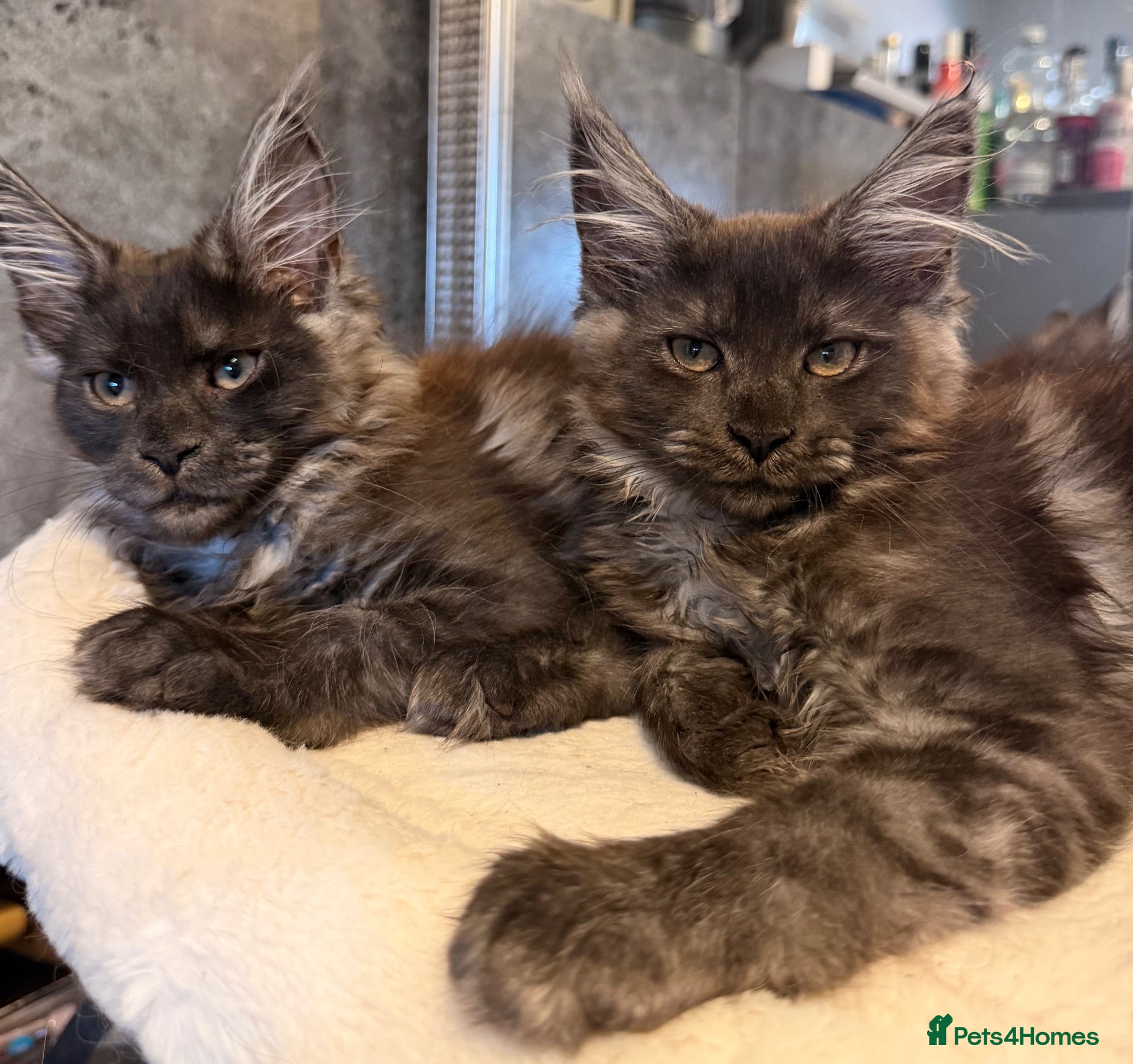 Maine Coon cats Beautiful black smoked female ready to leave - Advert 6
